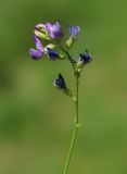 Astragalus nematodes