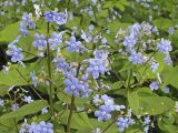 Brunnera macrophylla