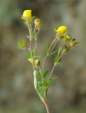 Potentilla humifusa. Соцветие. Казахстан, Карагандинская обл., мелкосопочник. 14.05.2011.