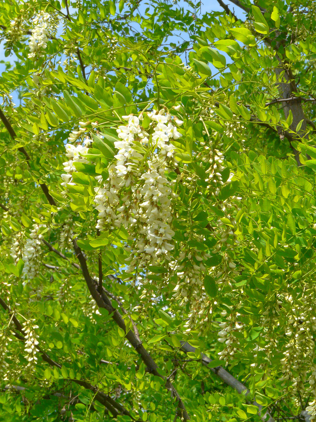 Изображение особи Robinia pseudoacacia.