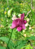 Lathyrus sylvestris. Соцветие. Ленинградская обл., Лужский р-н, окр. дер. Сяберо. 22.07.2007.