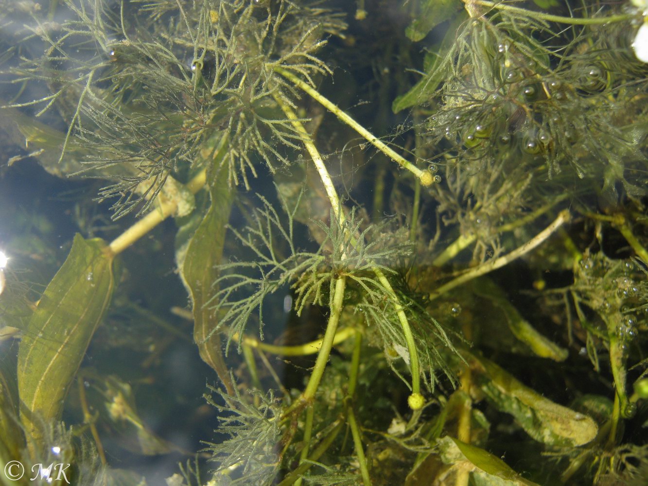 Image of Ranunculus × glueckii specimen.