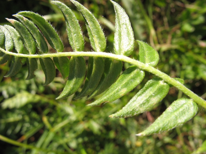 Изображение особи Oxytropis kubanensis.