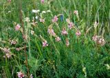 Onobrychis viciifolia