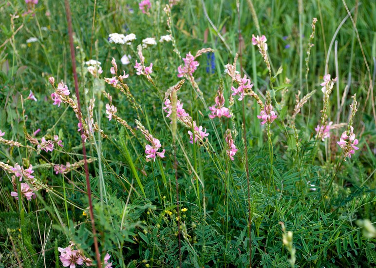 Изображение особи Onobrychis viciifolia.