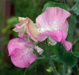 Lathyrus odoratus. Соцветие. Московская обл., Раменский р-н, окр. дер. Хрипань, дачный участок. 15.08.2005.