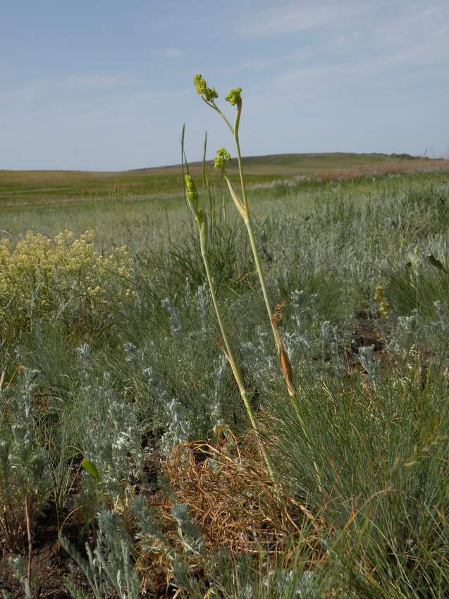 Image of Ferula tatarica specimen.