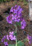 Lunaria annua. Соцветие. Крым, Ялта, лесопосадка сосны крымской. 22 апреля 2012 г.