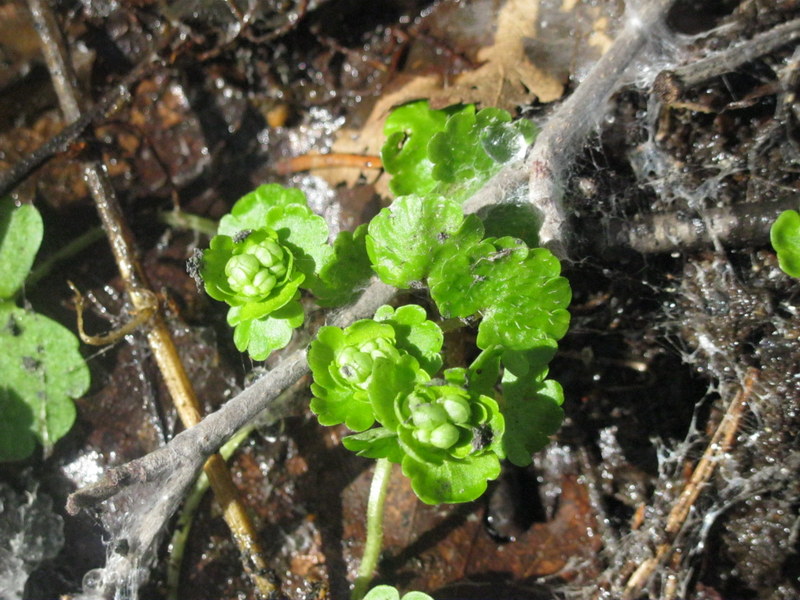 Image of Chrysosplenium alternifolium specimen.