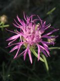 Centaurea stankovii. Соцветие. Крым, южный берег, подножье горы Аюдаг, склон к морю. 4 июня 2012 г.