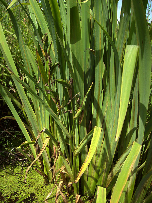 Image of Iris pseudacorus specimen.