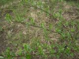 Salix phylicifolia