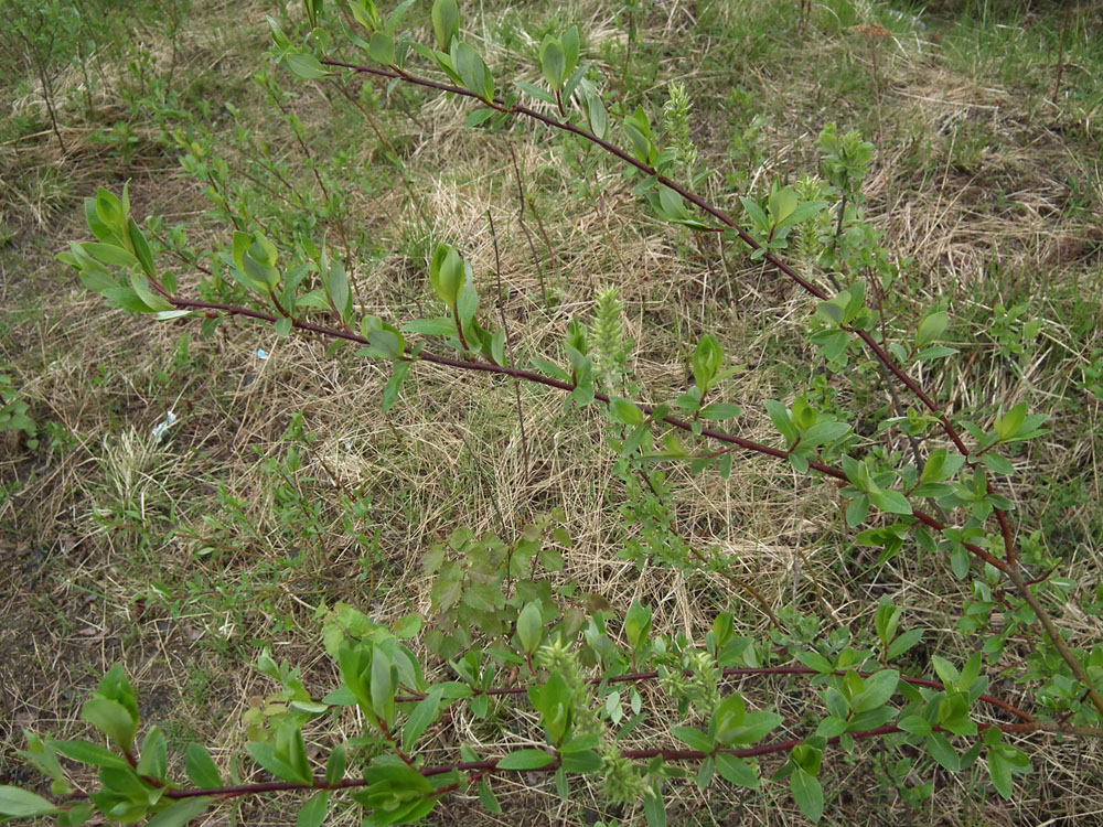 Изображение особи Salix phylicifolia.