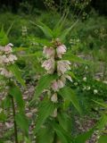 Lamium album ssp. orientale