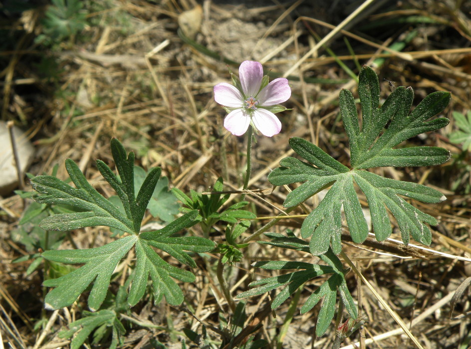 Изображение особи Geranium columbinum.