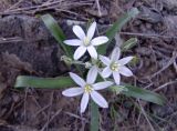 Ornithogalum montanum