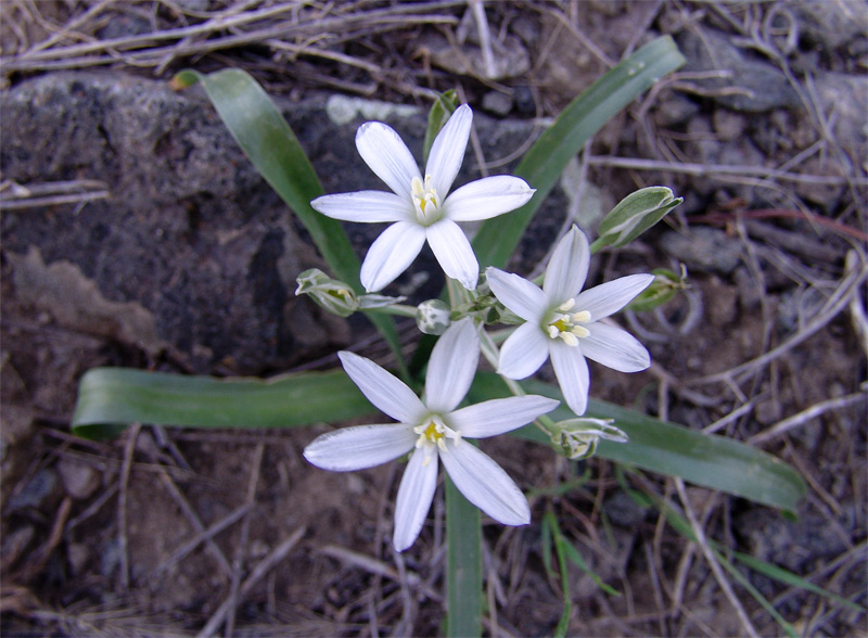 Изображение особи Ornithogalum montanum.