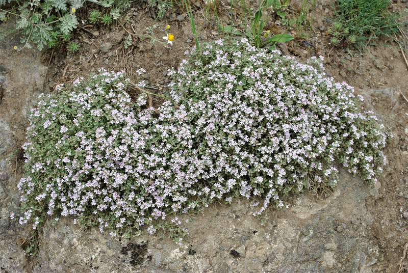 Image of Thymus trautvetteri specimen.