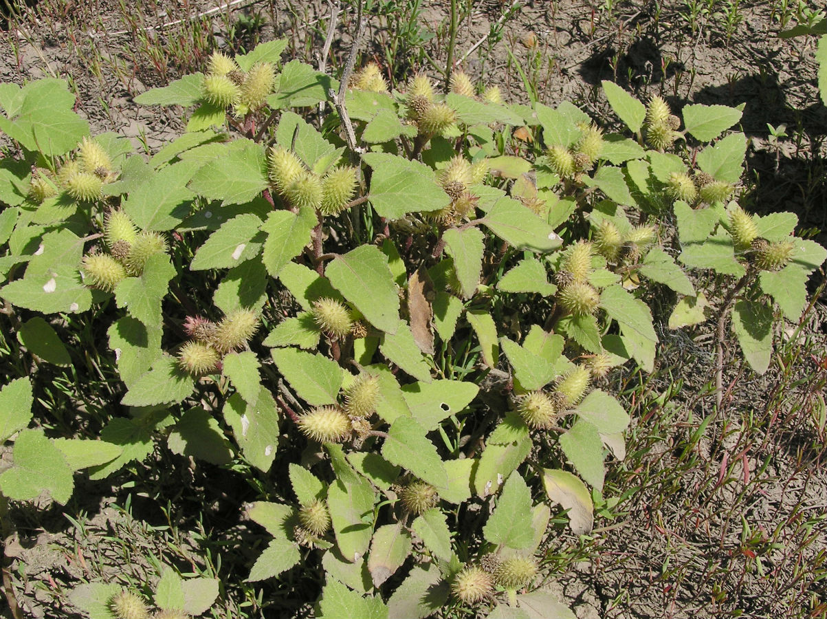 Изображение особи Xanthium orientale.