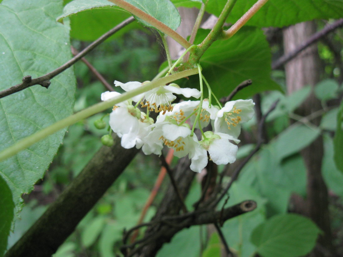 Изображение особи Actinidia kolomikta.