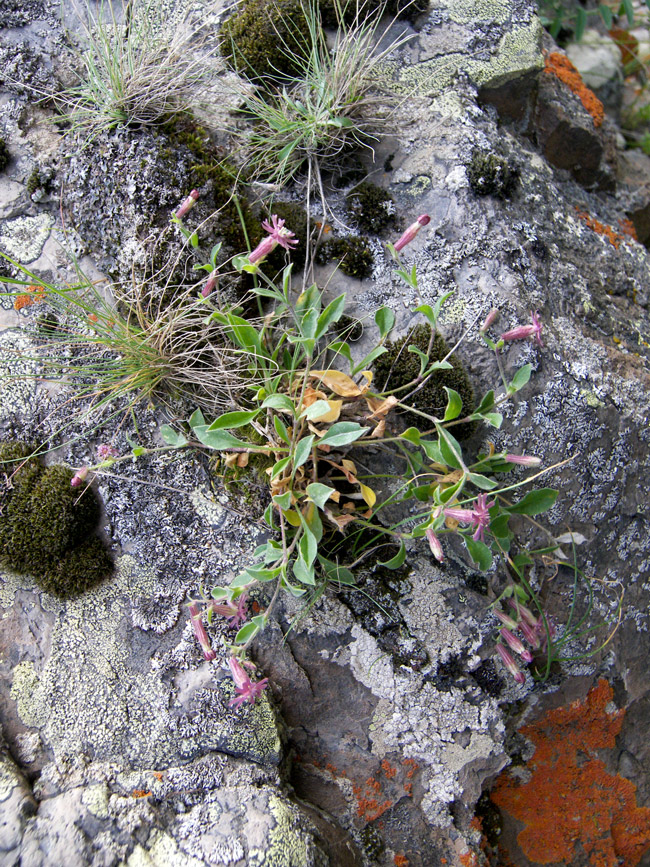 Изображение особи Silene pygmaea.