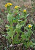 Inula thapsoides. Цветущие растения. Адыгея, хребет Уна-Коз. 14.08.2008.