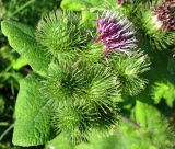 Arctium minus