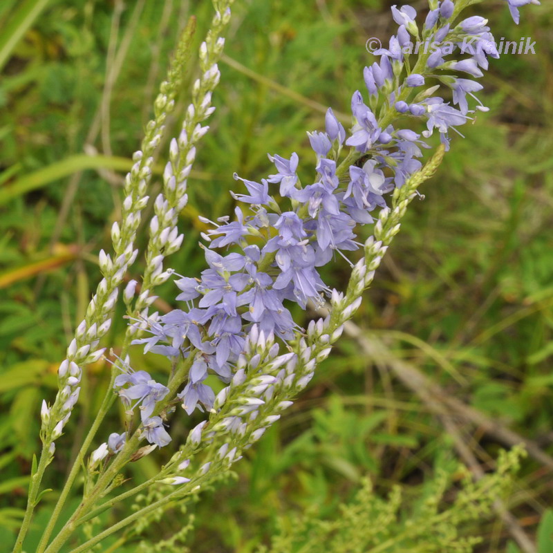 Image of Veronica linariifolia specimen.