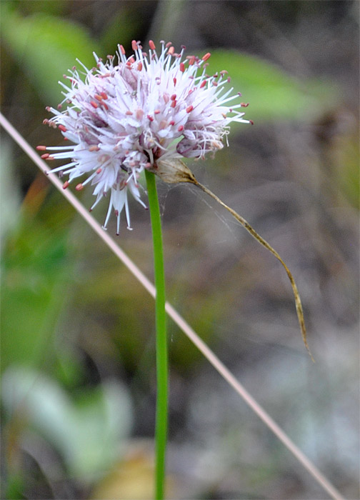 Изображение особи Allium saxatile.