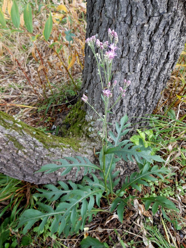 Изображение особи Saussurea maximowiczii.