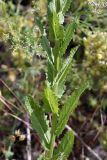 Verbascum blattaria