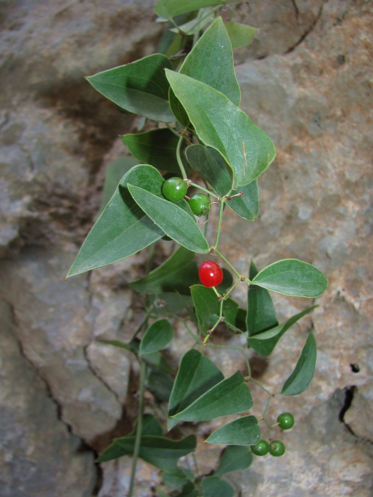 Изображение особи Smilax aspera.