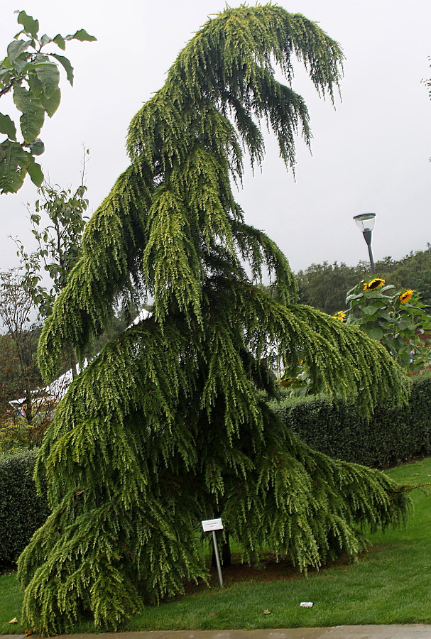 Изображение особи Cedrus deodara.