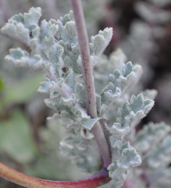 Image of Glaucium flavum specimen.