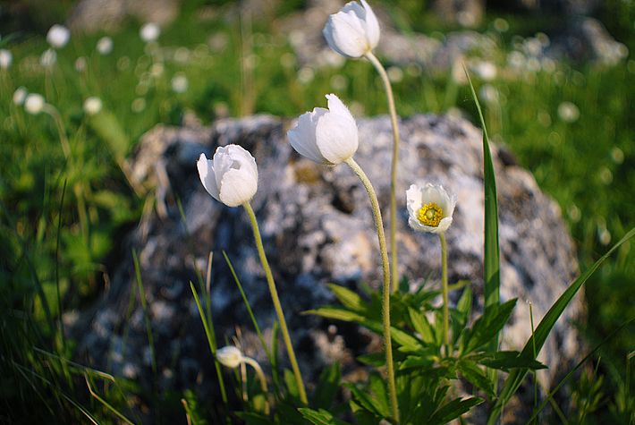 Изображение особи Anemone sylvestris.