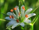 Stellaria hippoctona