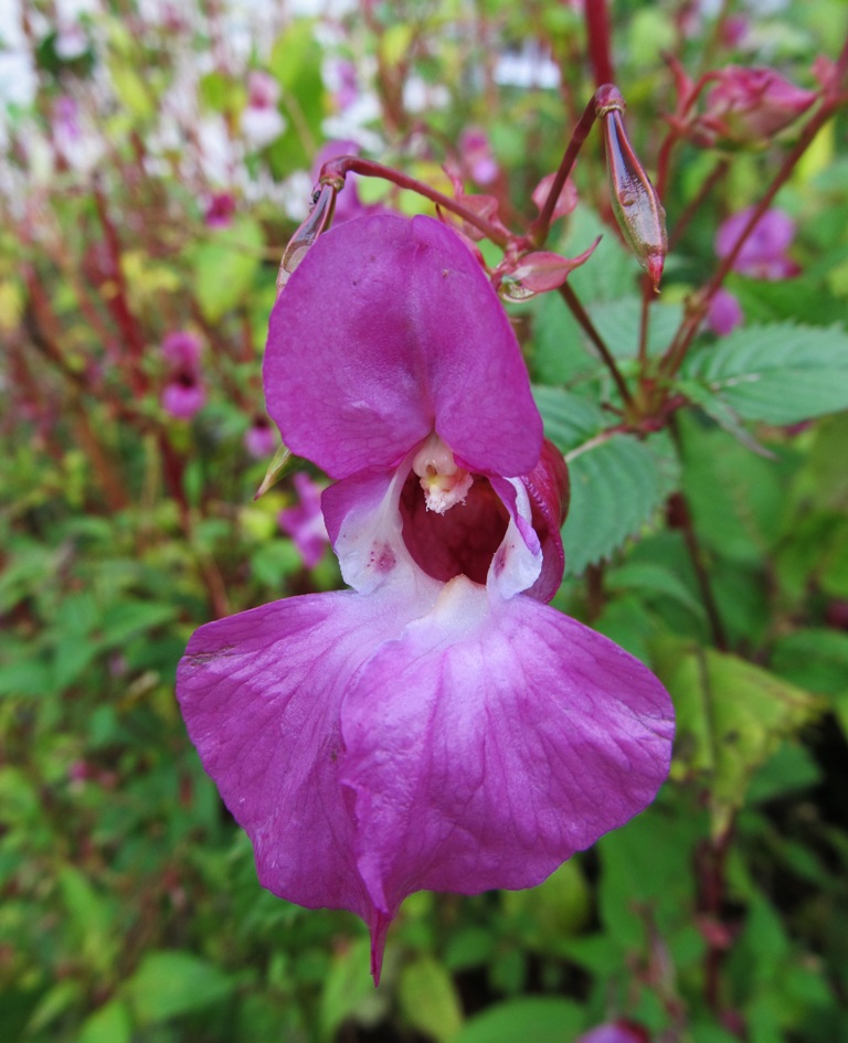 Изображение особи Impatiens glandulifera.