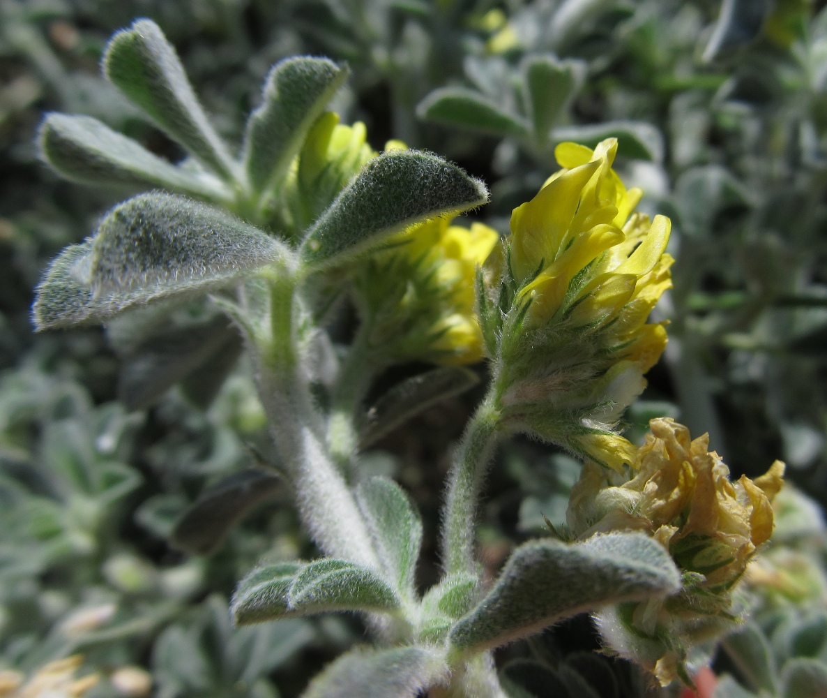 Image of Medicago marina specimen.