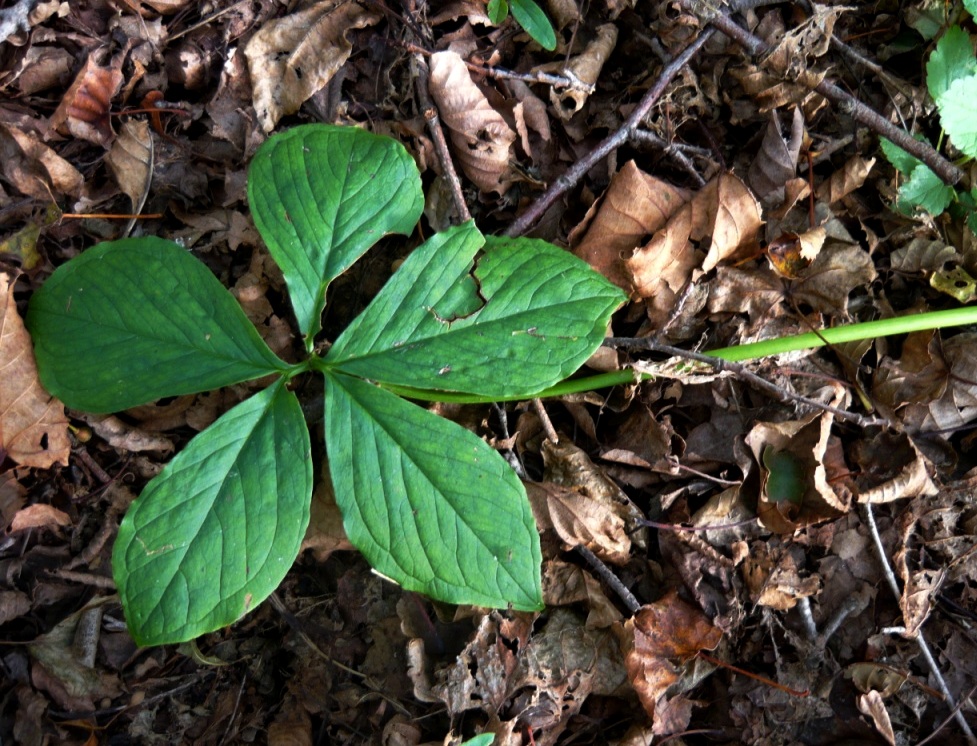 Изображение особи Arisaema amurense.