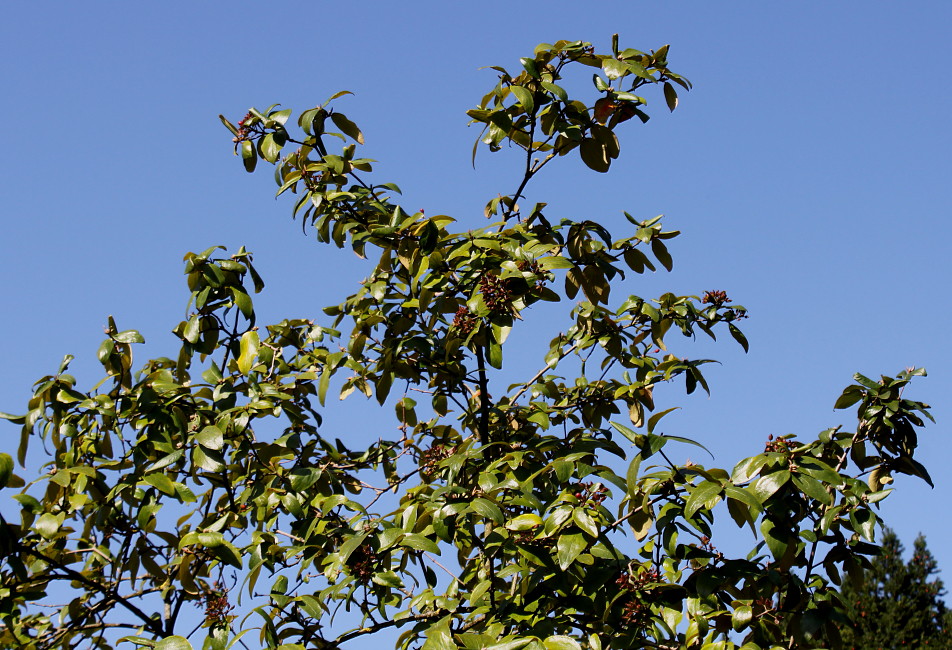 Image of genus Viburnum specimen.