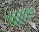 Pinus koraiensis