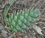 Pinus koraiensis. Упавшая незрелая шишка. Приморье, Сихотэ-Алинь, гора Абрек. 16.08.2012.