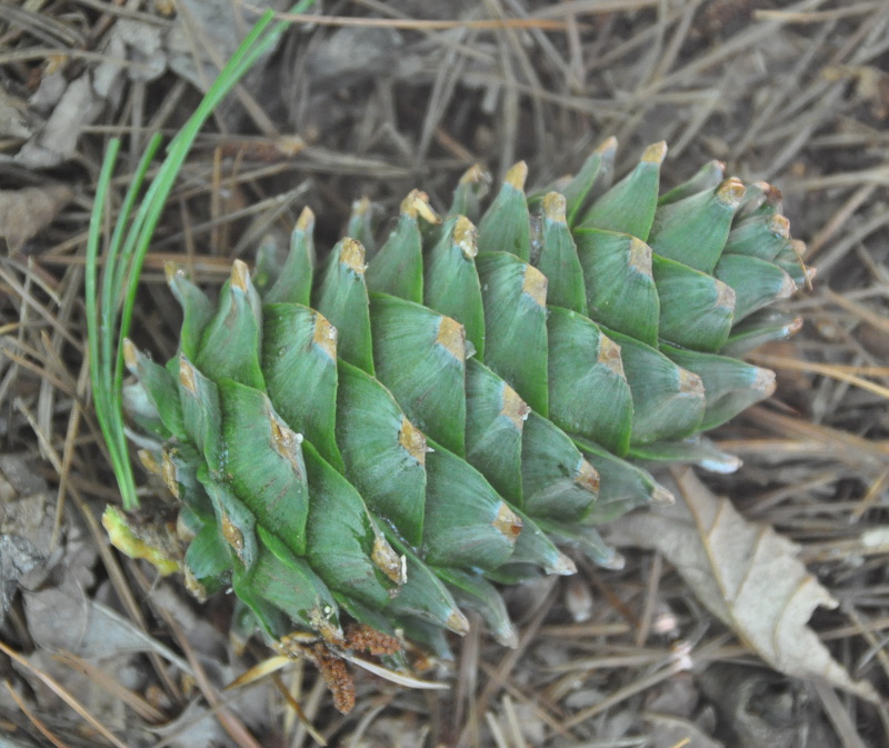 Изображение особи Pinus koraiensis.