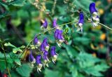 Aconitum stoloniferum