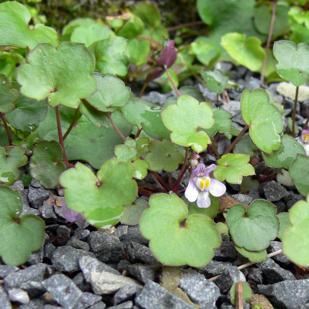 Изображение особи Cymbalaria muralis.