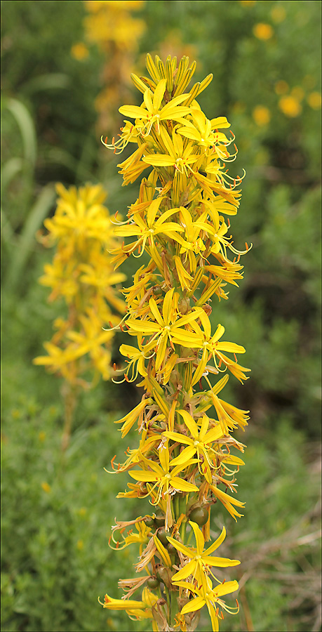 Изображение особи Asphodeline lutea.