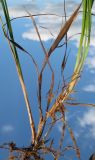Carex paupercula
