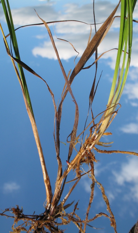 Изображение особи Carex paupercula.