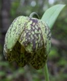 Fritillaria dagana