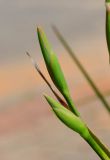 Dietes bicolor